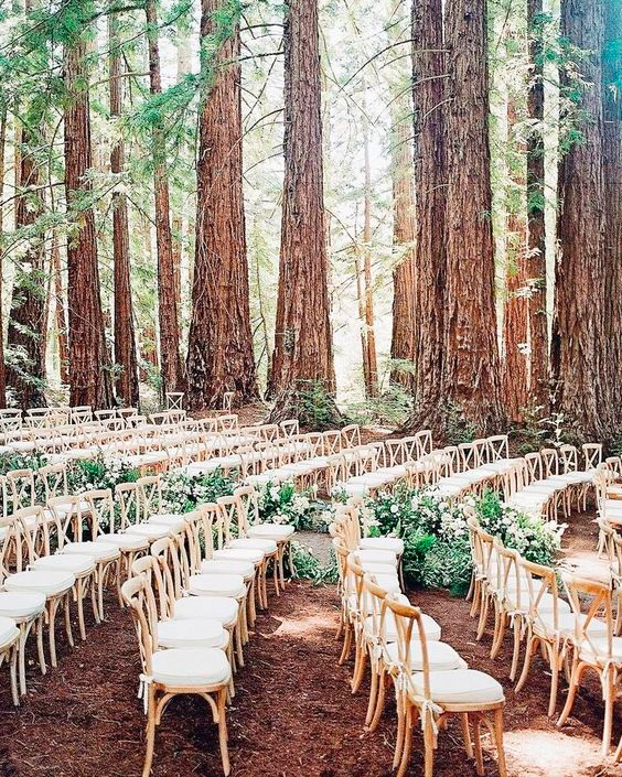 sedie per cerimonia nuziale disposte a semicerchio tra gli alberi della foresta